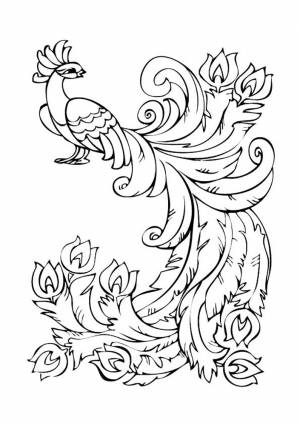 Раскраска жар птица