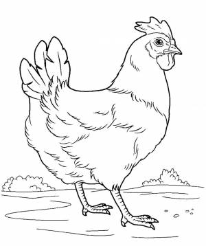 Раскраски Раскраска Курочка ряба курочка ряба на праздники