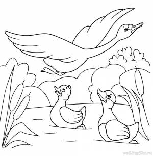 Раскраска с заданием