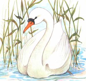 Гадкий утенок рисунок карандашом