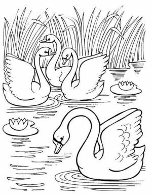 Раскраски Гадкий утенок