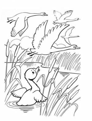 Иллюстрации к гадкому утенку раскраска