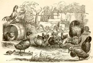 Иллюстрации к Гадкий утенок