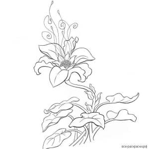 Раскраски Аленький цветочек рисунок