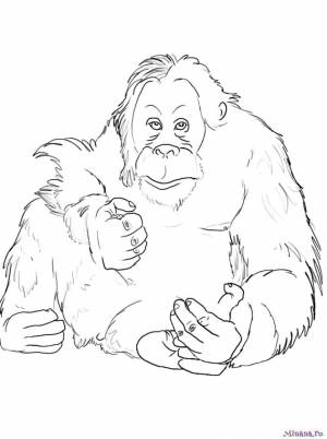 Раскраска baby orangutan