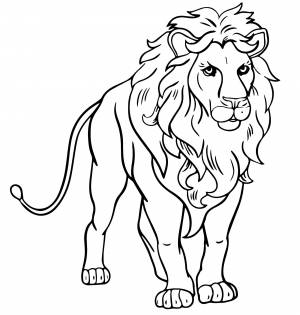 Настоящий лев