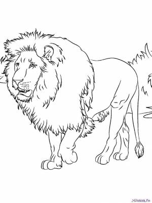 Раскраска Лев