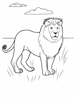 Раскраска «Лев в саванне»