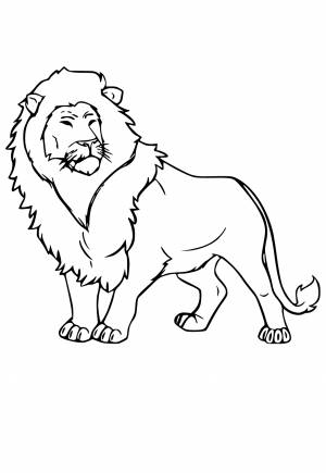 Раскраска Лев Настоящий