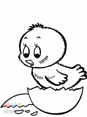 Раскраска Цыпленок