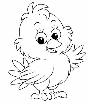 Красивый цыплёнок