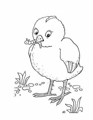 Раскраска цыплёнок