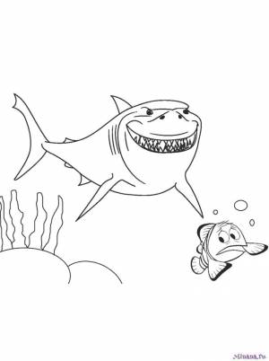 Раскраска В поисках Немо 13
