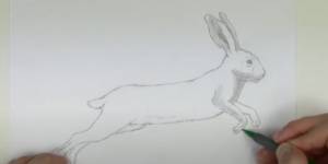 Как нарисовать зайца  кролика