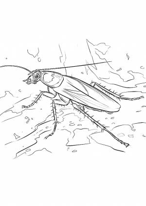 Чуковский тараканище раскраска