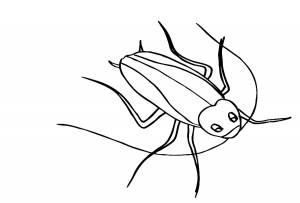 Таракан раскраска для детей