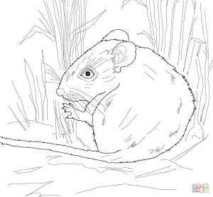 Мышонок пик раскраска