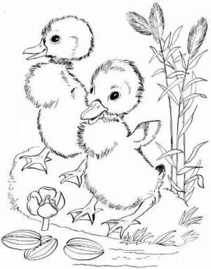 Раскраски по сказкам бианки