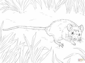 Мышонок пик раскраска