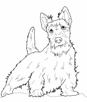 Булька раскраска