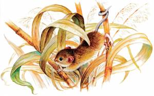 Рассказ Мышонок пик