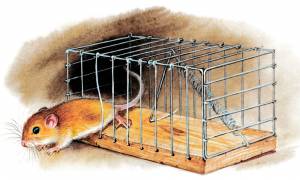 Рассказ Мышонок пик