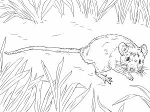 Мышонок пик раскраска