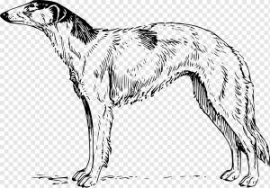 Щенок лабрадора ретривера золотистый ретривер бигль сибирский хаски, щенок, животные, плотоядный, собака Лайк Млекопитающее png