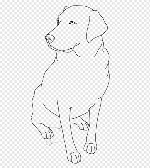 Лабрадор ретривер щенок золотистого ретривера