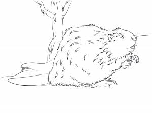 Бобер раскраска для детей