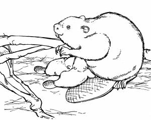 БОБЕР  РАСКРАСКИ