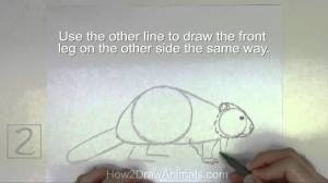 как нарисовать бобра