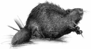 Бобер карандашом