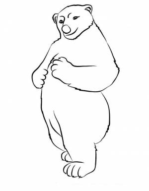 Раскраска Белый Медведь