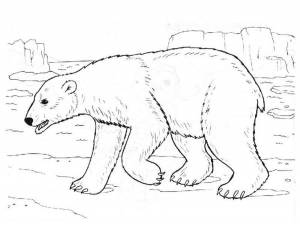 Раскраска Белый Медведь