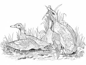 Раскраска охота