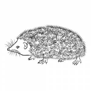 Раскраска Ёжик