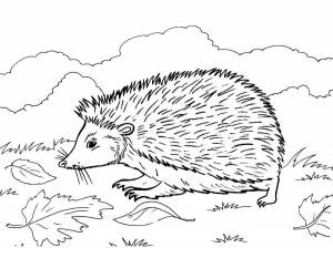 Раскраска Ежик