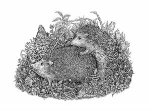 Раскраски ёжик, Раскраска Ежик с корзинкой Ежик