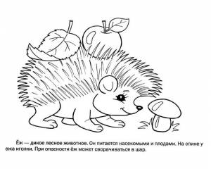 Раскраска Ежик