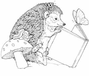 Раскраски лесные животные ежик