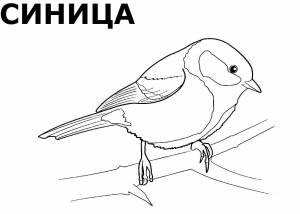 Картинки раскраски птицы зимующие