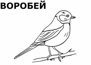 Раскраски Зимующих птиц
