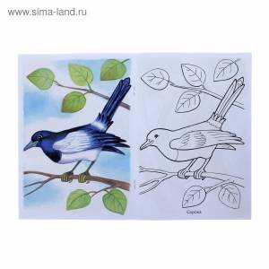 Раскраски зимующие птицы нашего края