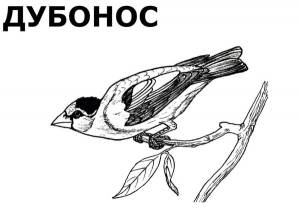 Раскраски птицы которые зимуют