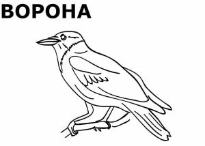 Раскраски Зимующих птиц
