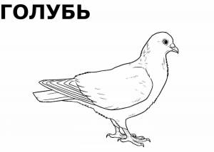 Раскраски Зимующие птицы для детей с названиями