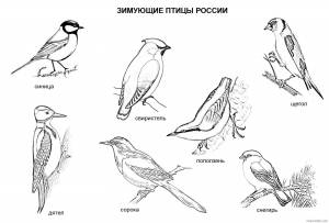 Раскраски неперелетные птицы