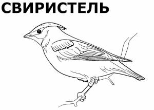Раскраски неперелетные птицы