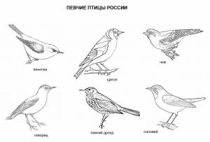 Раскраски Птицы для детей 6 7 лет перелетные
